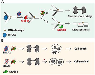 Human MUS81: A Fence-Sitter in Cancer